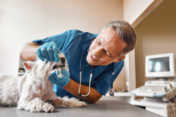 Best Walk-In Emergency Dental Services in Sudley, VA